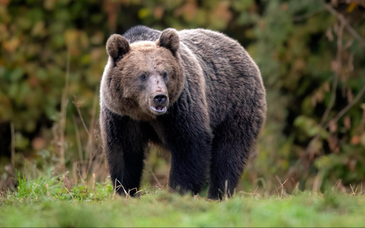 Emberre támadt egy medve az erdélyi Beszterce-Naszód megyében